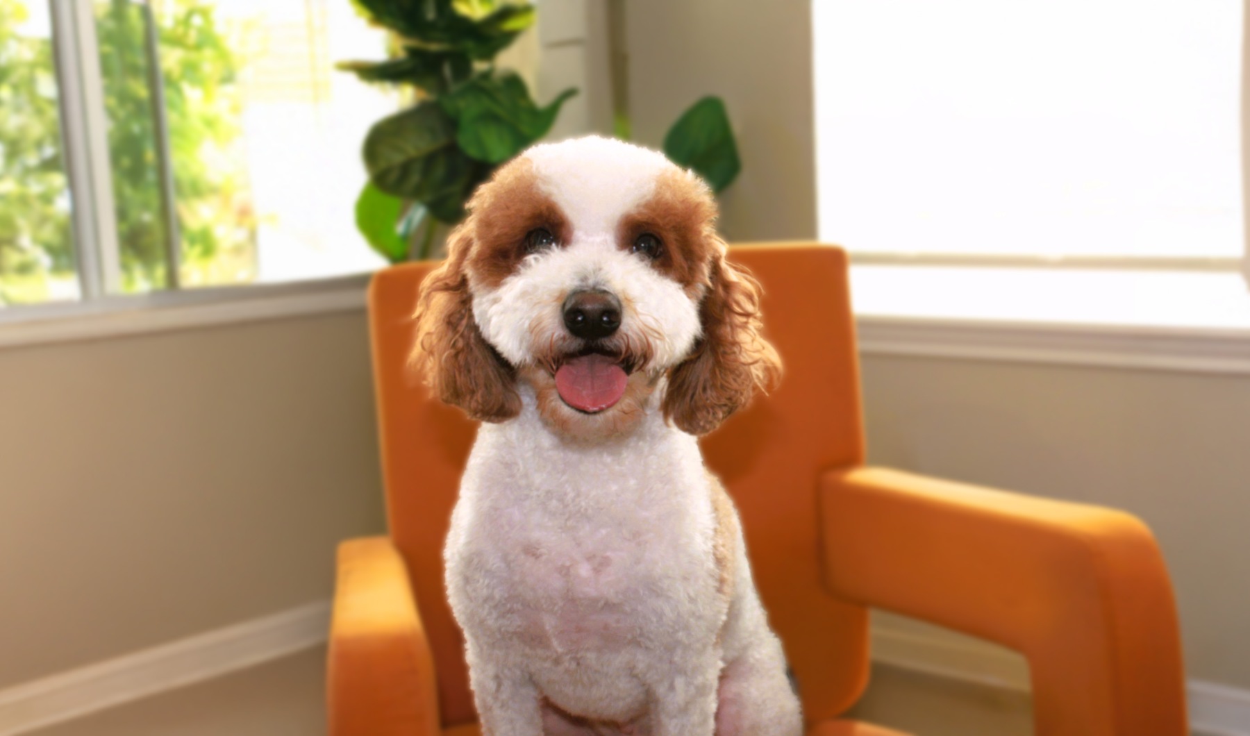 We Love Your Furry Friends We Love Your Furry Friends
